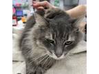 Adopt Iggy a Domestic Short Hair