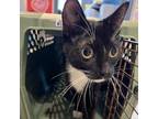 Adopt Blueberry a Domestic Short Hair