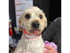 Adopt Gia a Havanese