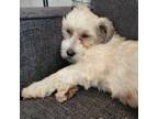 Adopt Letty a Havanese