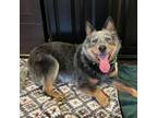 Adopt Piper a Australian Cattle Dog / Blue Heeler