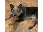 Adopt Millie a Australian Cattle Dog / Blue Heeler