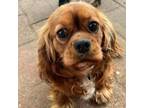 Adopt Dagmar a Cavalier King Charles Spaniel