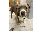 Adopt Anne a Pit Bull Terrier