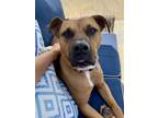 Adopt Lady (L-Sisters) a American Staffordshire Terrier, Labrador Retriever