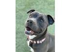 Adopt Evelyn a Pit Bull Terrier, Mixed Breed