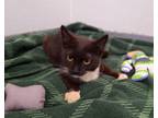 Adopt LICORICE a Domestic Short Hair