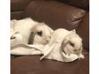Adopt Peanut and Baby a Lop Eared