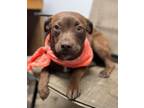 Adopt Missy a Boston Terrier, Black Mouth Cur