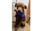 Adopt Molly a Boston Terrier, Black Mouth Cur