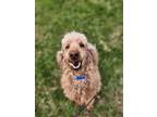 Adopt Kandy a Standard Poodle