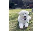 Adopt Debbie Hairy a Great Pyrenees