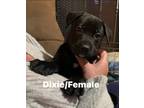Adopt Dixie a German Shepherd Dog, Great Dane