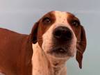 Adopt Blaze a Redbone Coonhound, Mixed Breed