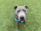 Adopt Watermelon a Pit Bull Terrier, Mixed Breed
