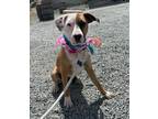 Adopt Sysco a Staffordshire Bull Terrier