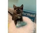 Adopt Squirt a Domestic Medium Hair