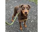 Adopt Rose a Doberman Pinscher