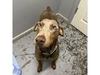 Adopt Violet - **I am currently at a foster to adopt home** a Doberman Pinscher