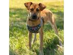 Adopt Fritter/Lila a Mixed Breed