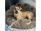 Adopt Fritter/Lila a Mixed Breed