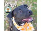 Adopt Maggie a Black Labrador Retriever, Mixed Breed