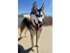 Adopt Sitka Ark the cat friendly girl a Husky, Siberian Husky