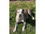 Adopt Miss Galvie Texas a American Staffordshire Terrier, Mixed Breed