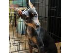 Adopt Minnie a Miniature Pinscher