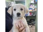 Adopt Arnie a Border Collie, Labrador Retriever