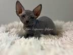 Sphynx Babies Have Arrived