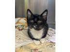 Adopt Tornado a Domestic Short Hair