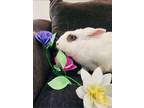 Adopt Avril LaGreens a Hotot