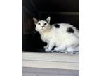 Adopt Bobbie a Domestic Short Hair