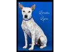Adopt 55656215 a Australian Cattle Dog / Blue Heeler, Mixed Breed