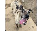 Adopt Florida a Catahoula Leopard Dog, Mixed Breed