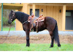 Beginner and Youth Ridden Registered Black Friesian Sport Horse Gelding