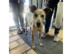 Adopt Sprinkle(Mamie) a Cattle Dog