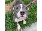 Adopt Bugs a Pit Bull Terrier, Mixed Breed