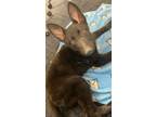 Adopt Georgette a German Shepherd Dog