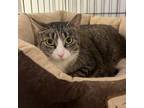 Adopt Debbie a Domestic Short Hair