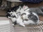 Adorable Kittens Seeking Loving Families