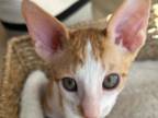 Cinnamon White Cornish Rex