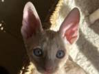 Fawn Cornish Rex Kitten