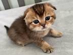 Scottish Fold Ocean