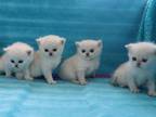 Four White BSH Kittens