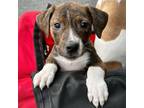 Adopt Kiley Love Puppy a Hound