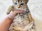 Frizzle Brown Spotted Bengal Kitten