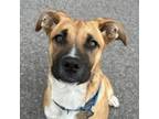 Adopt Bridget a Black Mouth Cur, German Shepherd Dog