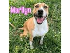Adopt Marilyn a Staffordshire Bull Terrier, Labrador Retriever
